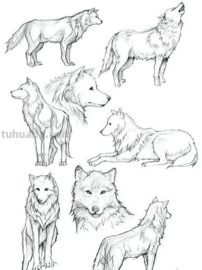 500个动物简笔画线稿资料，收藏备用 - 图画吧TUHUABA