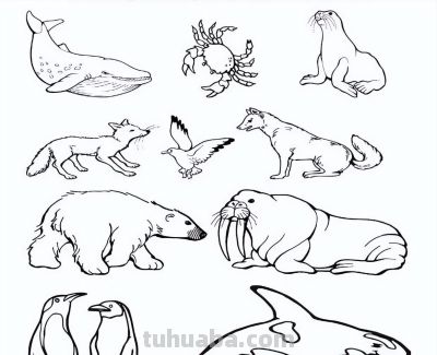 500个动物简笔画线稿资料，收藏备用 - 图画吧TUHUABA