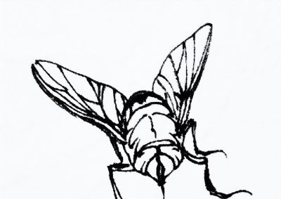 蝉 蜜蜂白描17只 - 今日头条 蝉 蜜蜂白描17只 - 图画吧TUHUABA
