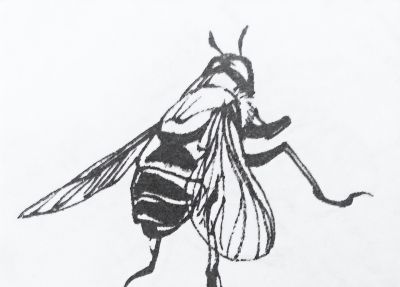 蝉 蜜蜂白描17只 - 今日头条 蝉 蜜蜂白描17只 - 图画吧TUHUABA