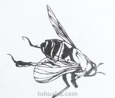 蝉 蜜蜂白描17只 - 今日头条 蝉 蜜蜂白描17只 - 图画吧TUHUABA
