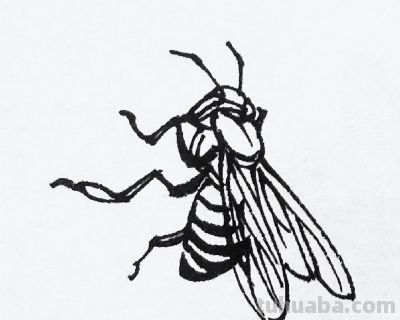 蝉 蜜蜂白描17只 - 今日头条 蝉 蜜蜂白描17只 - 图画吧TUHUABA