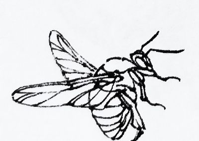 蝉 蜜蜂白描17只 - 今日头条 蝉 蜜蜂白描17只 - 图画吧TUHUABA