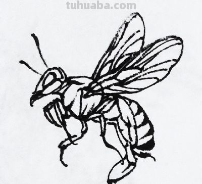 蝉 蜜蜂白描17只 - 今日头条 蝉 蜜蜂白描17只 - 图画吧TUHUABA