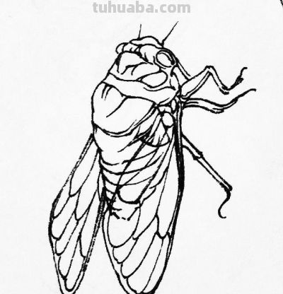 蝉 蜜蜂白描17只 - 今日头条 蝉 蜜蜂白描17只 - 图画吧TUHUABA