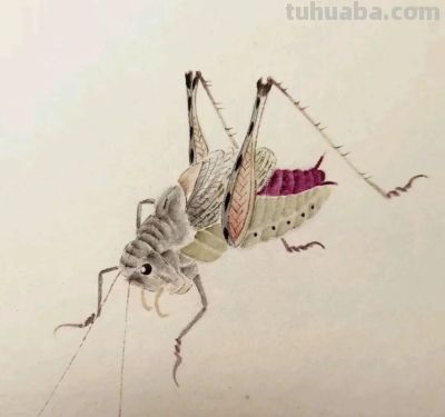不会画昆虫的看过来，每一幅都是精品之作！ - 图画吧TUHUABA