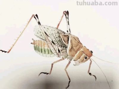 不会画昆虫的看过来，每一幅都是精品之作！ - 图画吧TUHUABA