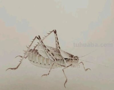 不会画昆虫的看过来，每一幅都是精品之作！ - 图画吧TUHUABA