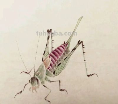 不会画昆虫的看过来，每一幅都是精品之作！ - 图画吧TUHUABA