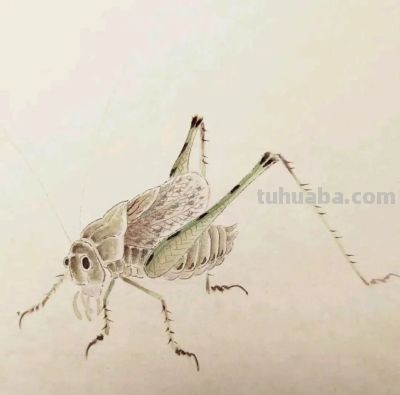 不会画昆虫的看过来，每一幅都是精品之作！ - 图画吧TUHUABA