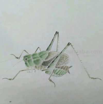不会画昆虫的看过来，每一幅都是精品之作！ - 图画吧TUHUABA