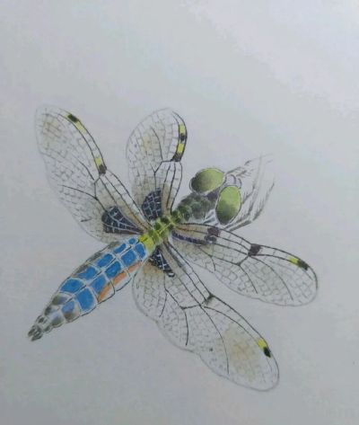不会画昆虫的看过来，每一幅都是精品之作！ - 图画吧TUHUABA