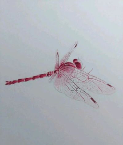 不会画昆虫的看过来，每一幅都是精品之作！ - 图画吧TUHUABA