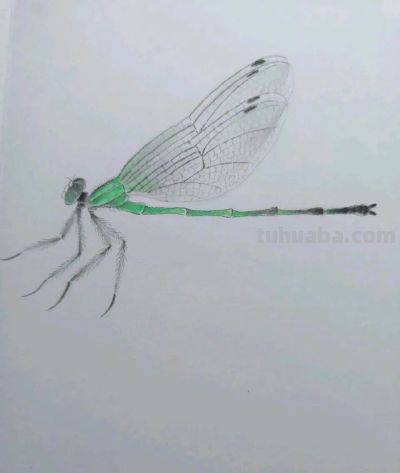 不会画昆虫的看过来，每一幅都是精品之作！ - 图画吧TUHUABA