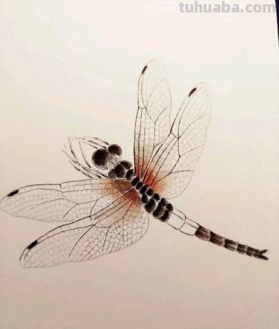 不会画昆虫的看过来，每一幅都是精品之作！ - 图画吧TUHUABA