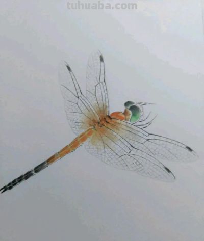 不会画昆虫的看过来，每一幅都是精品之作！ - 图画吧TUHUABA