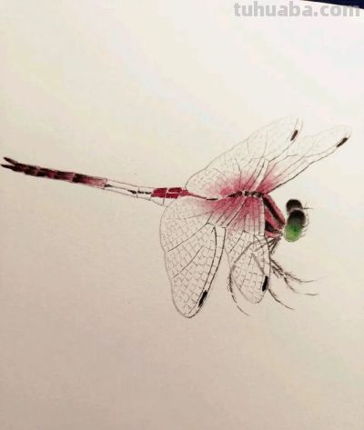 不会画昆虫的看过来，每一幅都是精品之作！ - 图画吧TUHUABA