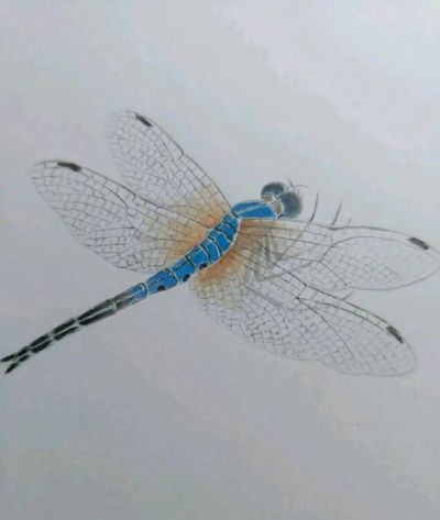 不会画昆虫的看过来，每一幅都是精品之作！ - 图画吧TUHUABA