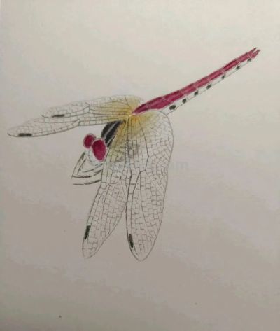 不会画昆虫的看过来，每一幅都是精品之作！ - 图画吧TUHUABA