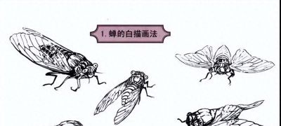 探索昆虫百态，白描草虫画法的必备指南