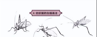 探索昆虫百态,白描草虫画法的必备指南 - 今日头条 探索昆虫百态,白描草虫画法的必备指南 - 图画吧TUHUABA
