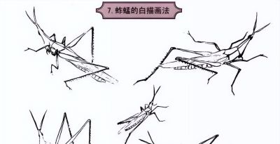 探索昆虫百态,白描草虫画法的必备指南 - 今日头条 探索昆虫百态,白描草虫画法的必备指南 - 图画吧TUHUABA