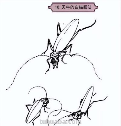 探索昆虫百态,白描草虫画法的必备指南 - 今日头条 探索昆虫百态,白描草虫画法的必备指南 - 图画吧TUHUABA