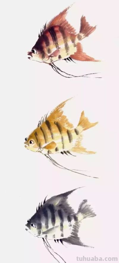 水墨丹青绘生灵:神仙鱼与草虫的写意技法解析 - 今日头条 水墨丹青绘生灵:神仙鱼与草虫的写意技法解析 - 图画吧TUHUABA