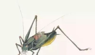 水墨丹青绘生灵:神仙鱼与草虫的写意技法解析 - 今日头条 水墨丹青绘生灵:神仙鱼与草虫的写意技法解析 - 图画吧TUHUABA