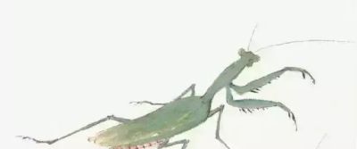 水墨丹青绘生灵:神仙鱼与草虫的写意技法解析 - 今日头条 水墨丹青绘生灵:神仙鱼与草虫的写意技法解析 - 图画吧TUHUABA