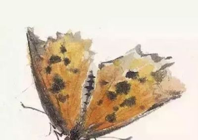 水墨丹青绘生灵:神仙鱼与草虫的写意技法解析 - 今日头条 水墨丹青绘生灵:神仙鱼与草虫的写意技法解析 - 图画吧TUHUABA