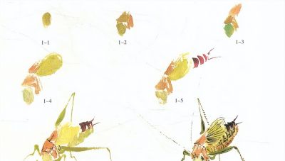 写意草虫技法:蝈蝈、蝉、蜻蜓、螳螂、蝴蝶画法解析 - 今日头条 写意草虫技法:蝈蝈、蝉、蜻蜓、螳螂、蝴蝶画法解析 - 图画吧TUHUABA