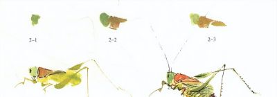 写意草虫技法:蝈蝈、蝉、蜻蜓、螳螂、蝴蝶画法解析 - 今日头条 写意草虫技法:蝈蝈、蝉、蜻蜓、螳螂、蝴蝶画法解析 - 图画吧TUHUABA