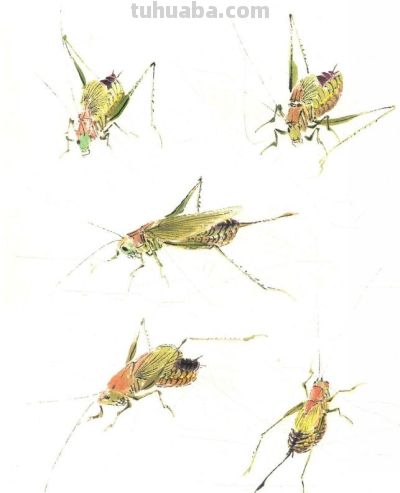 写意草虫技法:蝈蝈、蝉、蜻蜓、螳螂、蝴蝶画法解析 - 今日头条 写意草虫技法:蝈蝈、蝉、蜻蜓、螳螂、蝴蝶画法解析 - 图画吧TUHUABA