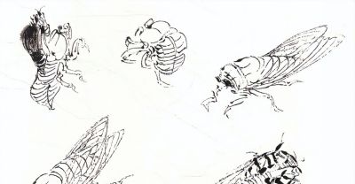 写意草虫技法:蝈蝈、蝉、蜻蜓、螳螂、蝴蝶画法解析 - 今日头条 写意草虫技法:蝈蝈、蝉、蜻蜓、螳螂、蝴蝶画法解析 - 图画吧TUHUABA