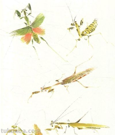 写意草虫技法:蝈蝈、蝉、蜻蜓、螳螂、蝴蝶画法解析 - 今日头条 写意草虫技法:蝈蝈、蝉、蜻蜓、螳螂、蝴蝶画法解析 - 图画吧TUHUABA