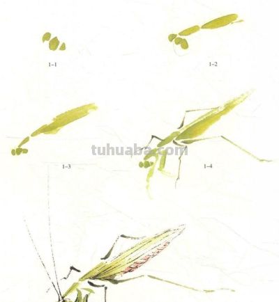 写意草虫技法:蝈蝈、蝉、蜻蜓、螳螂、蝴蝶画法解析 - 今日头条 写意草虫技法:蝈蝈、蝉、蜻蜓、螳螂、蝴蝶画法解析 - 图画吧TUHUABA