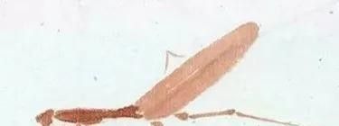 教程干货:螳螂的水墨画法 - 今日头条 教程干货:螳螂的水墨画法 - 图画吧TUHUABA