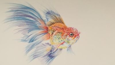 鱼的简笔画教学详解 - 鱼的简笔画教学详解 - 图画吧TUHUABA