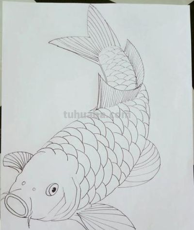 鱼的简笔画教学详解 - 鱼的简笔画教学详解 - 图画吧TUHUABA