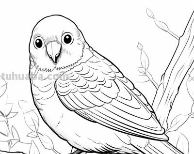 鹦鹉手绘简笔画线稿，临摹学画 - 图画吧TUHUABA