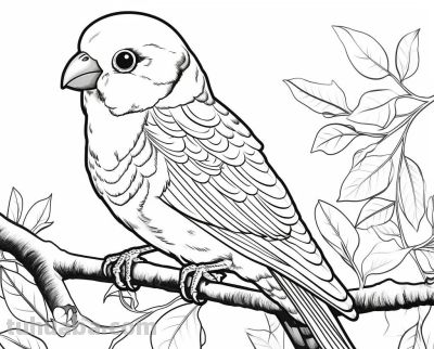 鹦鹉手绘简笔画线稿，临摹学画 - 图画吧TUHUABA