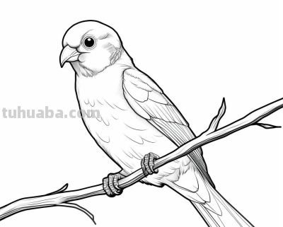 鹦鹉手绘简笔画线稿，临摹学画 - 图画吧TUHUABA