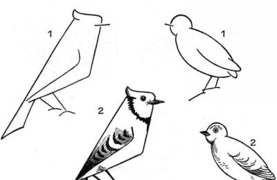 简笔画鸟，一学就会！ - 图画吧TUHUABA