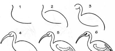 简笔画鸟，一学就会！ - 图画吧TUHUABA