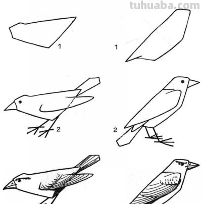 简笔画鸟，一学就会！ - 图画吧TUHUABA