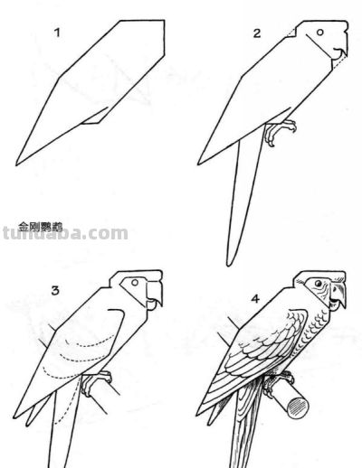 简笔画鸟，一学就会！ - 图画吧TUHUABA