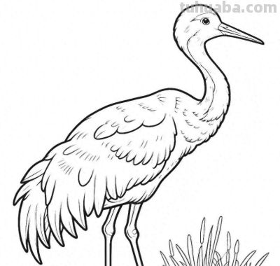 34种鸟类手绘线稿图，临摹学画