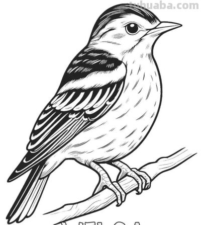 34种鸟类手绘线稿图，临摹学画 - 图画吧TUHUABA