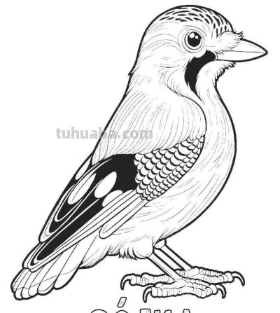 34种鸟类手绘线稿图，临摹学画 - 图画吧TUHUABA